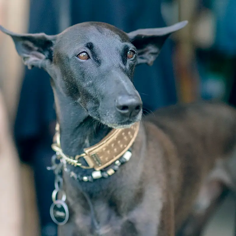 Anubis
