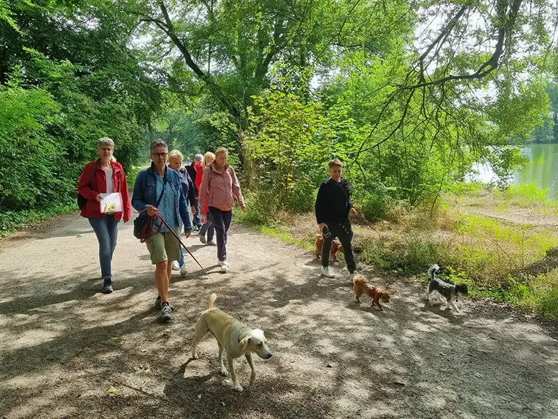 Gruppe beim gemeinsamen Social Dog Walk