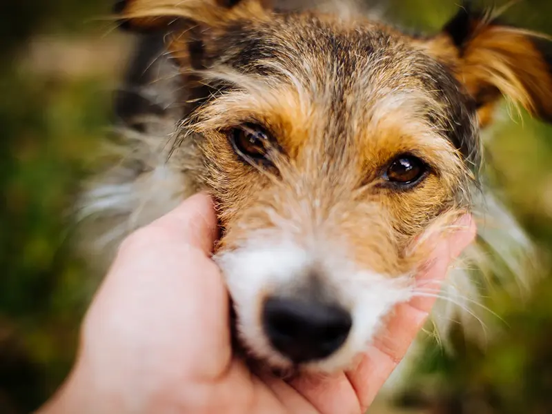 Sanfter Kontakt zwischen Hand und ängstlichem Hund